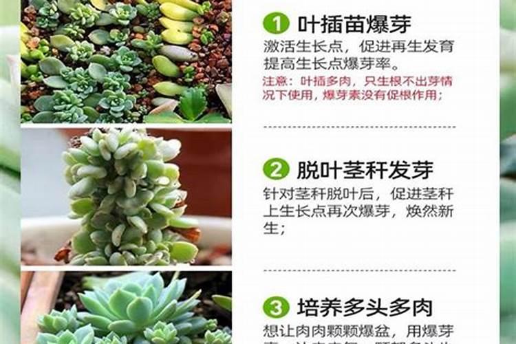 多肉催芽素哪个牌子好一点