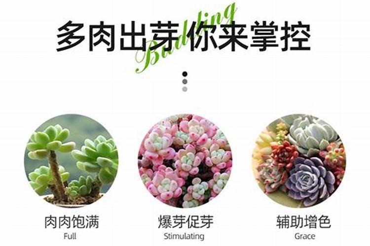 怎么刺激老桩发芽