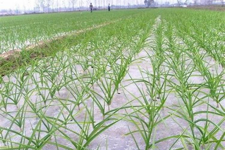 大蒜用什么肥料生根快？