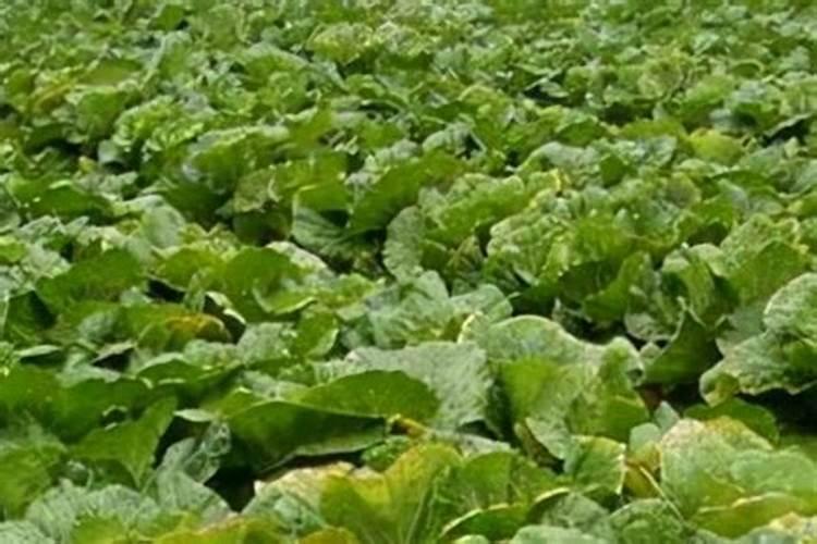 种白菜如何补施钙肥