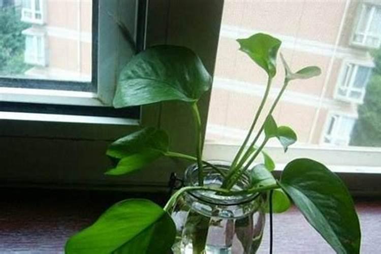 春韶水溶肥钛镁钙 好处