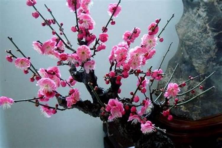 红梅开花施什么