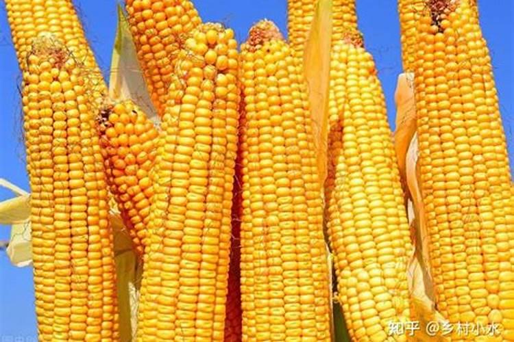 玉米打什么叶面肥最好