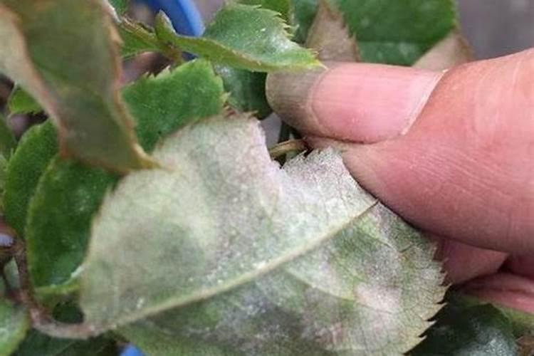 月季开花时能用尿素肥吗