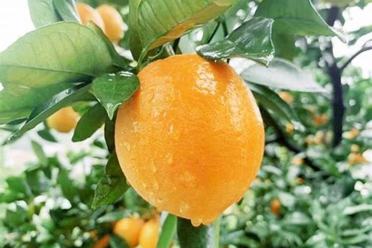 贵州仁怀现5.5米高高粱,山东有三棵则更高,为何野高粱会疯长