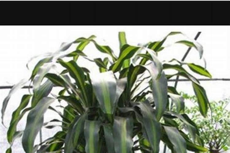 氮肥能直接放花盆施肥吗