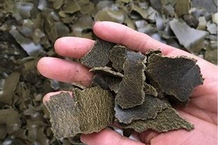 养花叶面肥多久喷一次 养花叶面肥喷洒频率