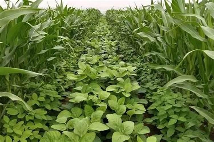 大豆施肥可以使用复合肥吗