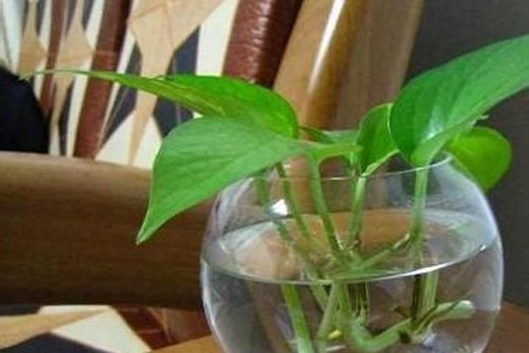 植物什么时候施用磷肥