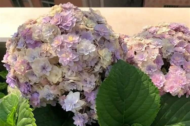 新买的绣球花怎么养