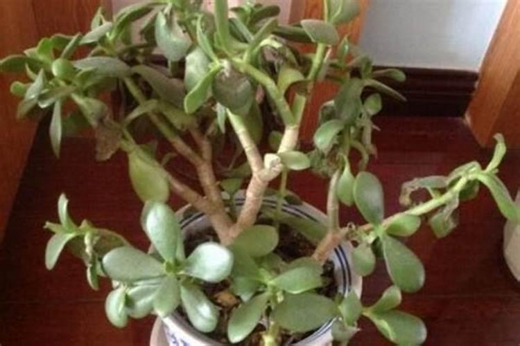 玉树用什么肥料长得最快,肥料过多会怎么样