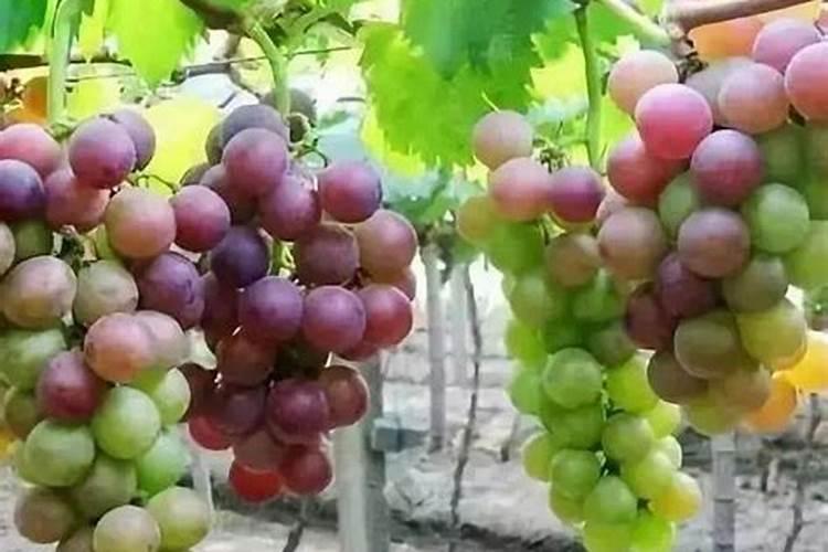 磷酸二铵种在玉米地肥效多久