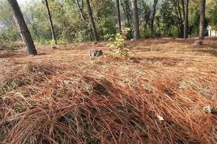 白菜蔫了叶子还能恢复吗