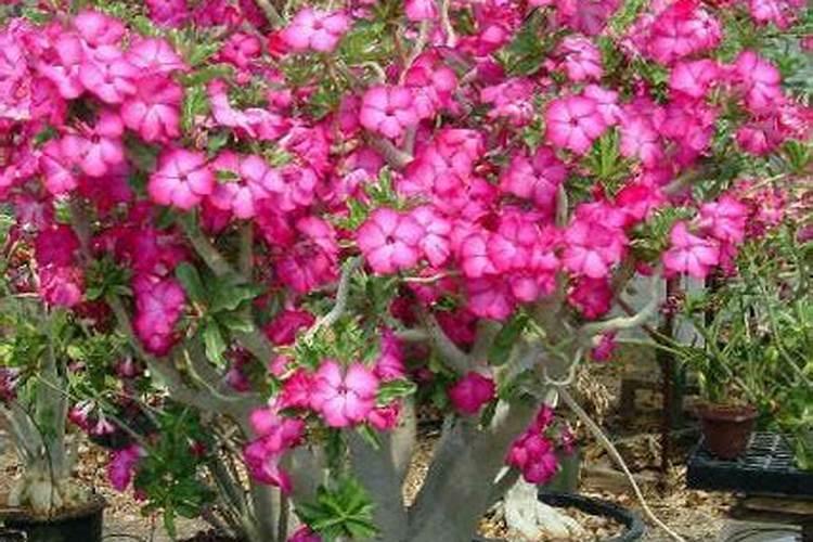 种的小白菜苗为啥不活