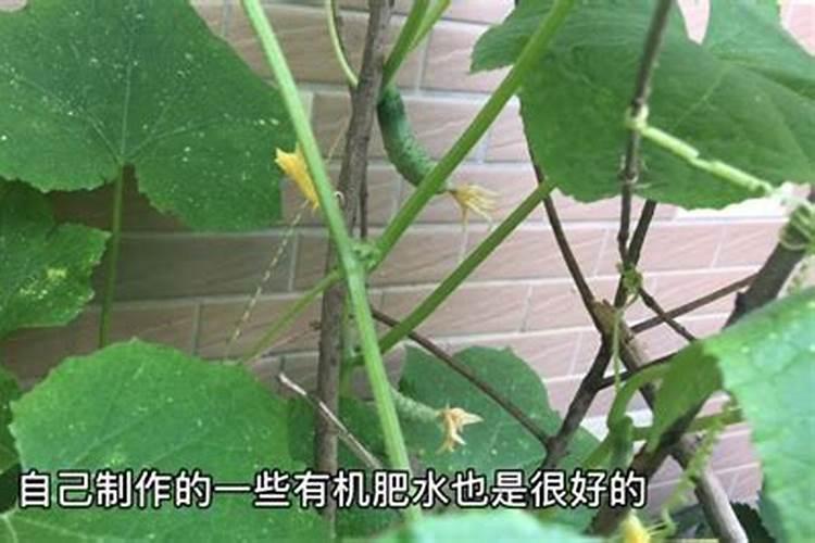 种植黄瓜如何使用磷酸二氢钾？