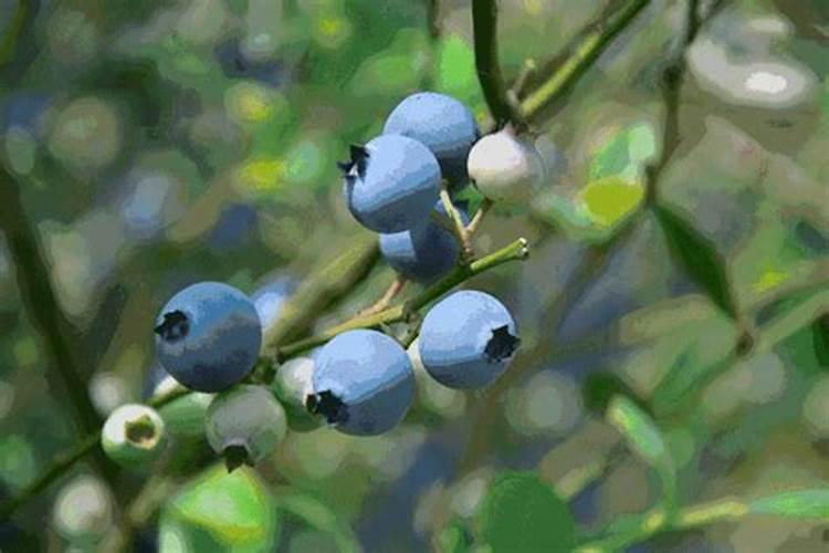 蓝莓不宜和什么食物同食？