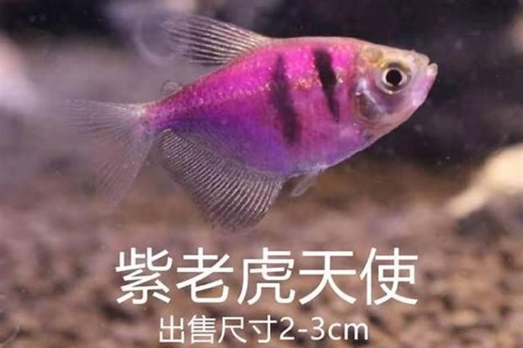 蓝莓超自然辅助怎么用