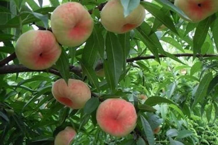 钾肥和硼肥膨大果实适宜比例是多少