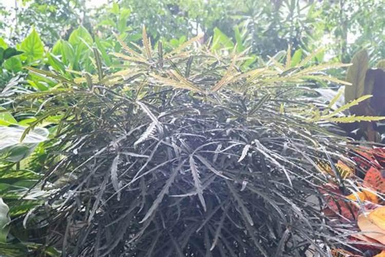 孔雀竹芋长不高怎么办