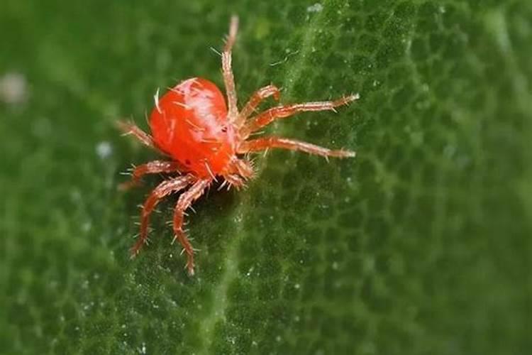 龙骨花怎么施肥