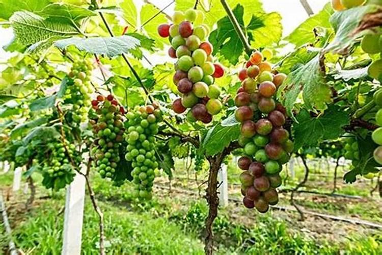 草莓缺钙冲施什么肥料