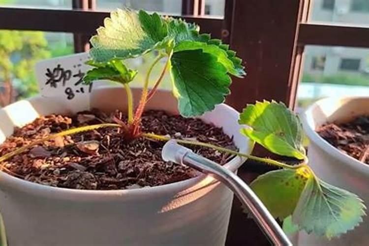 草莓苗种植多久能施肥草莓苗什么时候施肥