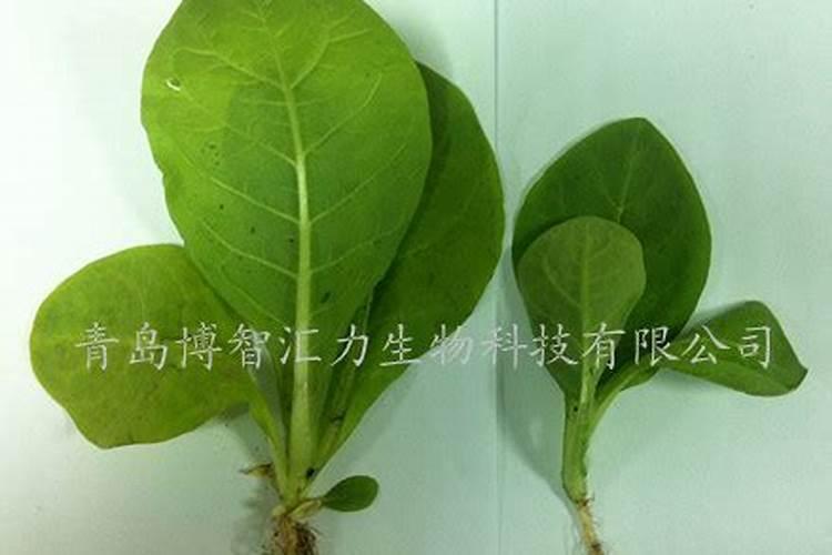 “喷施宝”使用方法。