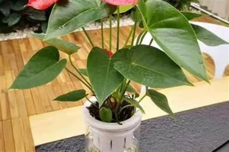 怎样给红掌下肥施什么肥能开花