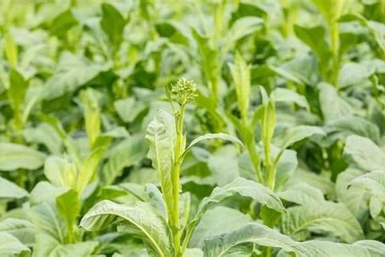 化肥厂附近种什么植物可以吸收有害气体