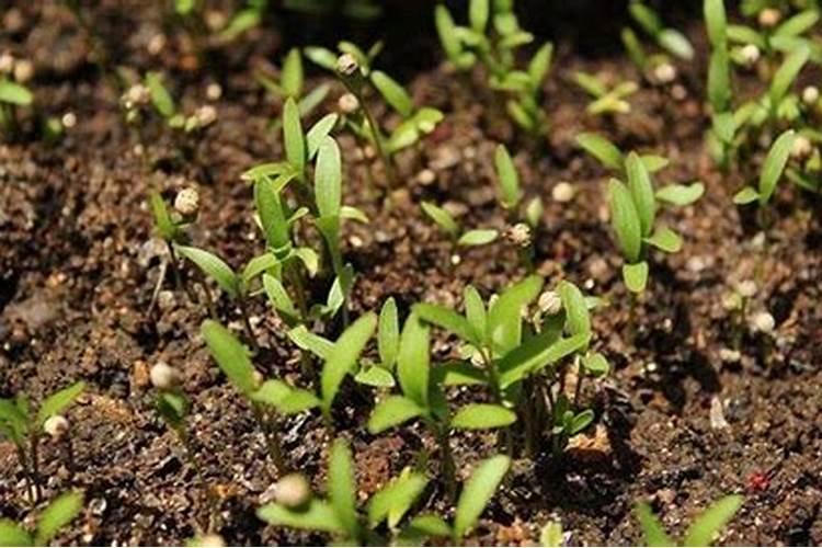 胺鲜酯芸苔素哪个好