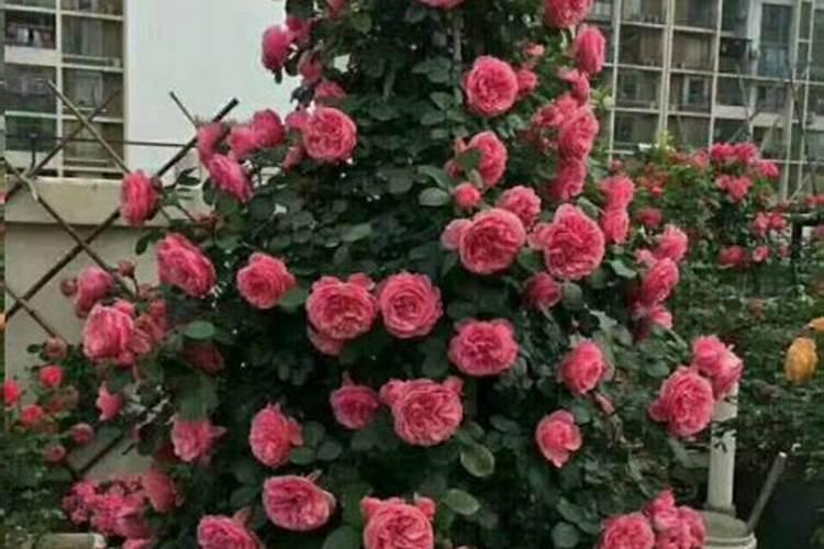 藤本月季那么美,新手种植要注意什么