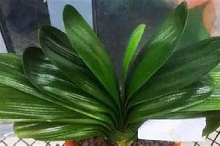 盆栽植物叶面施肥方法,控制浓度均匀喷洒