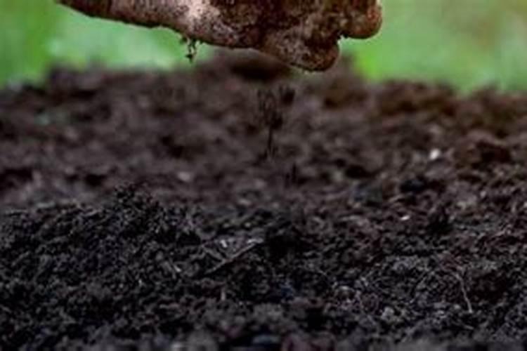 肥害解救最快的方法