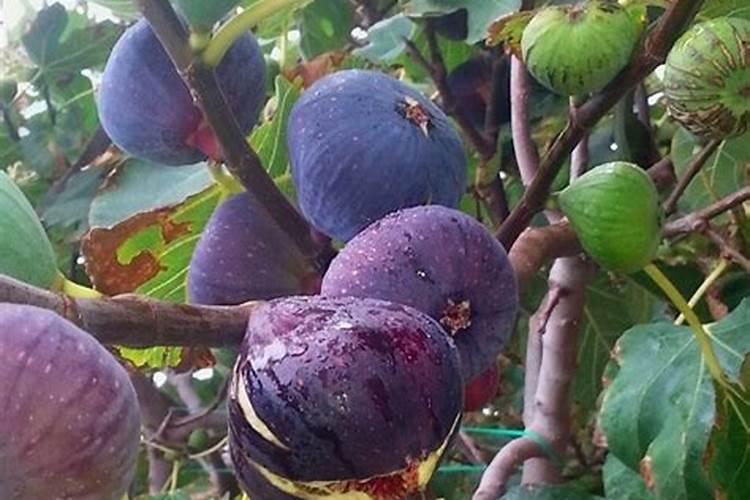 无花果幼树冬季施肥方法 无花果幼树冬季如何施肥