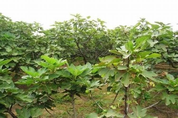 无花果幼树冬季如何施肥 无花果幼树冬季施肥方法