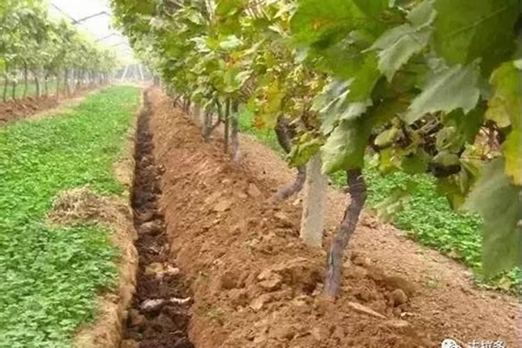 葡萄秋施用什么肥最好？