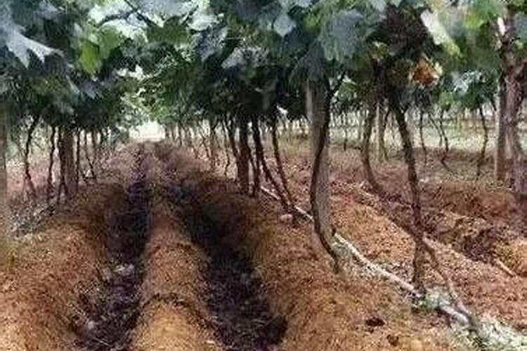 葡萄秋季管理怎么施肥