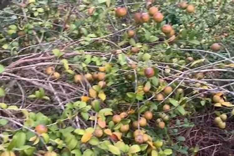 油茶树最怕什么肥料 油茶树最怕哪种肥料