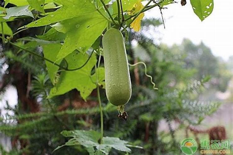 丝瓜怎么种才直丝瓜如何种植好