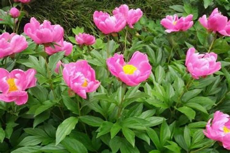 芍药花什么时候施肥