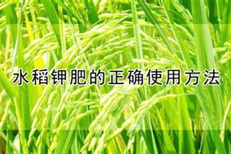 稻子穗小该怎么办？