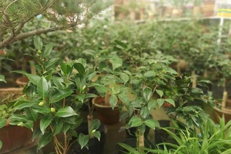 水稻硅锌肥什么时候用 使用注意事项