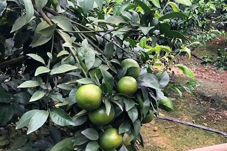 凤仙花的正确养殖方法