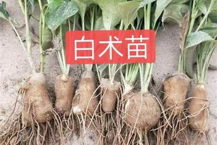 白术的施肥方法是什么 一般主要要多施磷肥