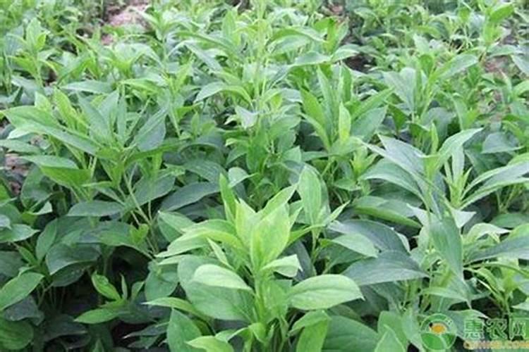 白术追肥最佳时间