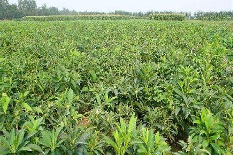 白术7月份要追肥吗