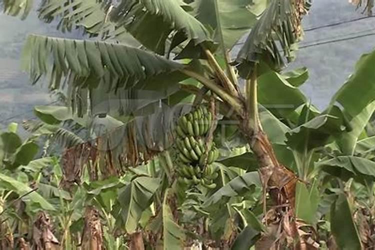 大黑灌冲施肥哪里有卖