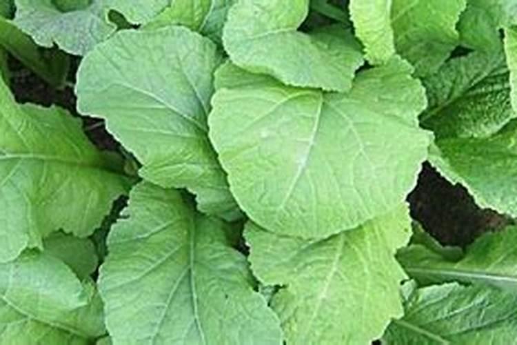 麦麸有哪些营养价值？