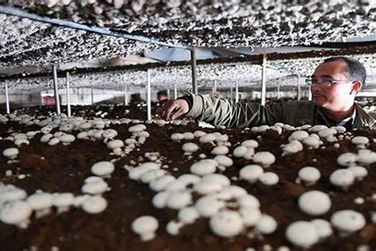 玉米浆是什么东西？