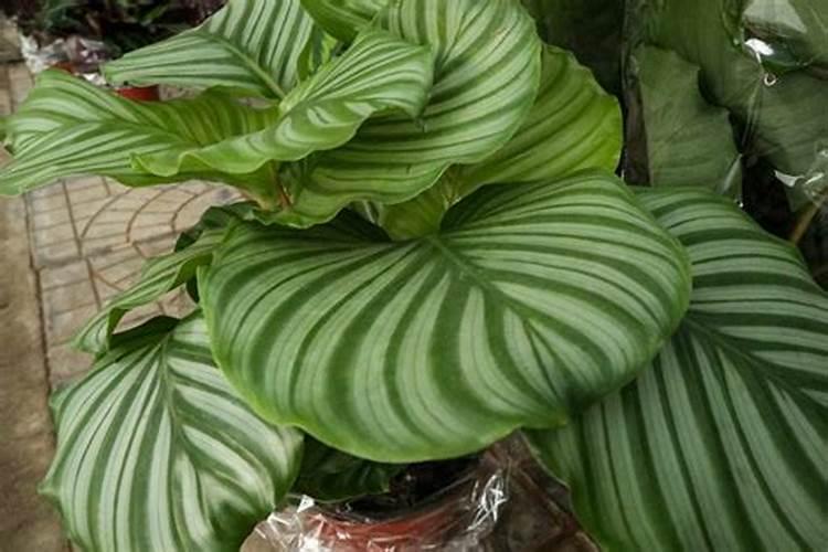 速生杨什么时候喷施叶面肥最好？